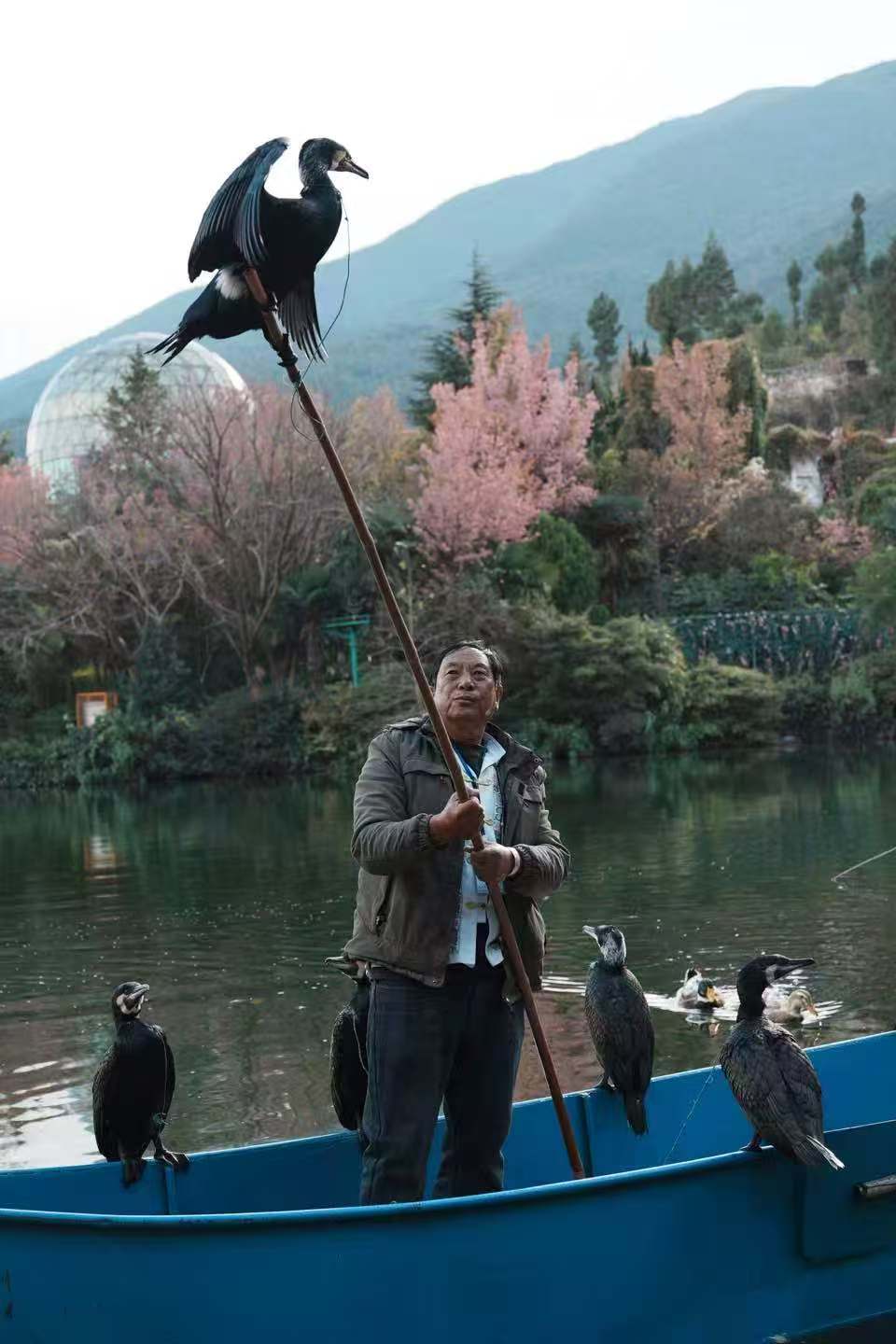 洱海渔民与鱼鹰
